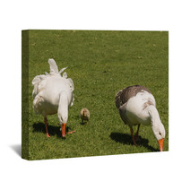 Grazing Domestic Geese With Gosling Wall Art 100746834