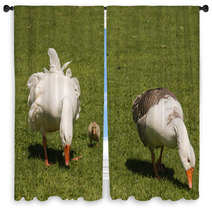 Grazing Domestic Geese With Gosling Window Curtains 100746834