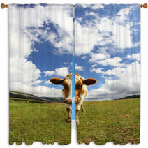 Great Cow Photographed With A Fisheye Lens Window Curtains 72236749
