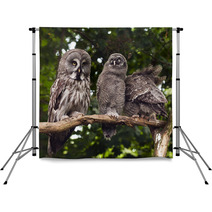 Great Grey Owl Backdrops 68114637