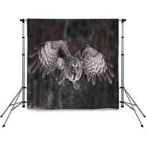 Great Grey Owl Lat. Strix Nebulosa Backdrops 40033487