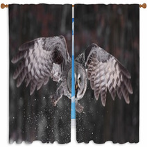 Great Grey Owl Lat. Strix Nebulosa Window Curtains 40033487
