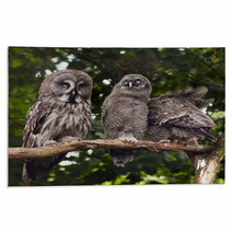 Great Grey Owl Rugs 68114637