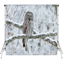 Great Grey Owl (Strix Nebulosa) Perched In A Tree Backdrops 61682930