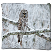 Great Grey Owl (Strix Nebulosa) Perched In A Tree Blankets 61682930