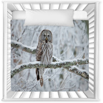 Great Grey Owl (Strix Nebulosa) Perched In A Tree Nursery Decor 61682930
