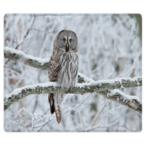 Great Grey Owl (Strix Nebulosa) Perched In A Tree Rugs 61682930