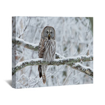 Great Grey Owl (Strix Nebulosa) Perched In A Tree Wall Art 61682930