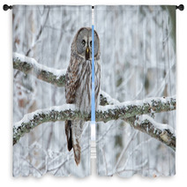 Great Grey Owl (Strix Nebulosa) Perched In A Tree Window Curtains 61682930