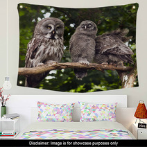 Great Grey Owl Wall Art 68114637