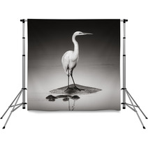 Great White Egret On Hippo Backdrops 46723853