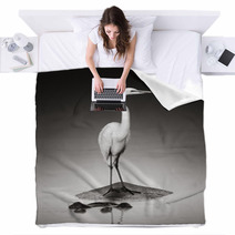 Great White Egret On Hippo Blankets 46723853