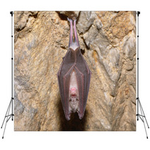 Greater Horseshoe Bat( Rhinolophus Ferrumequinum) Backdrops 74484661