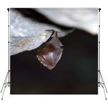 Greater Horseshoe Bat( Rhinolophus Ferrumequinum) Backdrops 77515692