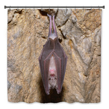 Greater Horseshoe Bat( Rhinolophus Ferrumequinum) Bath Decor 74484661