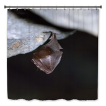 Greater Horseshoe Bat( Rhinolophus Ferrumequinum) Bath Decor 77515692