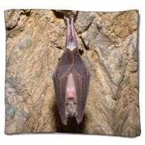 Greater Horseshoe Bat( Rhinolophus Ferrumequinum) Blankets 74484661