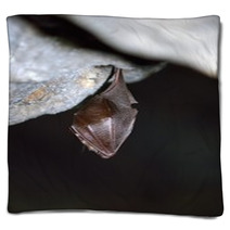 Greater Horseshoe Bat( Rhinolophus Ferrumequinum) Blankets 77515692