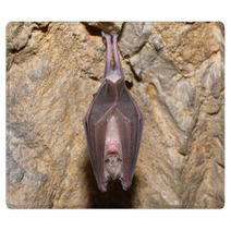 Greater Horseshoe Bat( Rhinolophus Ferrumequinum) Rugs 74484661