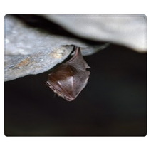 Greater Horseshoe Bat( Rhinolophus Ferrumequinum) Rugs 77515692