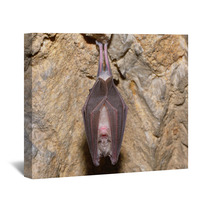 Greater Horseshoe Bat( Rhinolophus Ferrumequinum) Wall Art 74484661