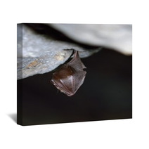 Greater Horseshoe Bat( Rhinolophus Ferrumequinum) Wall Art 77515692