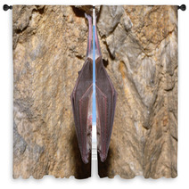 Greater Horseshoe Bat( Rhinolophus Ferrumequinum) Window Curtains 74484661