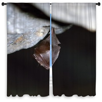 Greater Horseshoe Bat( Rhinolophus Ferrumequinum) Window Curtains 77515692