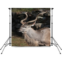 Greater Kudu (Tragelaphus Strepsiceros). Backdrops 92088106