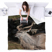 Greater Kudu (Tragelaphus Strepsiceros). Blankets 92088106