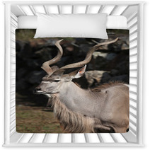 Greater Kudu (Tragelaphus Strepsiceros). Nursery Decor 92088106