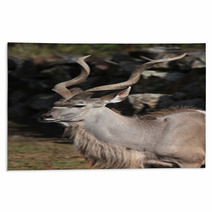 Greater Kudu (Tragelaphus Strepsiceros). Rugs 92088106