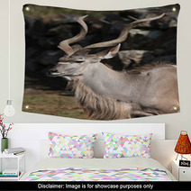 Greater Kudu (Tragelaphus Strepsiceros). Wall Art 92088106