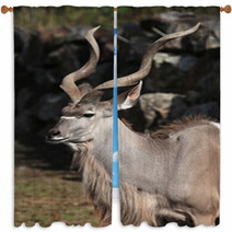 Greater Kudu (Tragelaphus Strepsiceros). Window Curtains 92088106