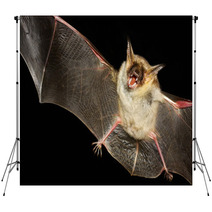Greater Mouse-eared Bat Isolated In Black Backdrops 99699660