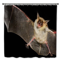 Greater Mouse-eared Bat Isolated In Black Bath Decor 99699660