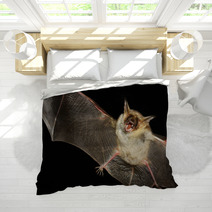 Greater Mouse-eared Bat Isolated In Black Bedding 99699660