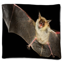 Greater Mouse-eared Bat Isolated In Black Blankets 99699660
