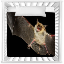 Greater Mouse-eared Bat Isolated In Black Nursery Decor 99699660