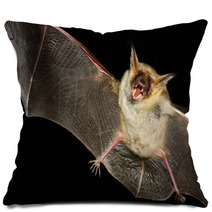 Greater Mouse-eared Bat Isolated In Black Pillows 99699660