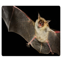 Greater Mouse-eared Bat Isolated In Black Rugs 99699660