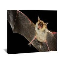 Greater Mouse-eared Bat Isolated In Black Wall Art 99699660
