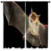 Greater Mouse-eared Bat Isolated In Black Window Curtains 99699660