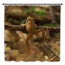 Greek Stream Frog (Rana Graeca) Bath Decor 93754931