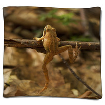Greek Stream Frog (Rana Graeca) Blankets 93754931
