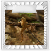 Greek Stream Frog (Rana Graeca) Nursery Decor 93754931