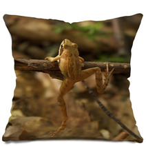 Greek Stream Frog (Rana Graeca) Pillows 93754931