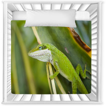 Green Anole Lizard (Anolis Carolinensis), Hawaii. Nursery Decor 61472361