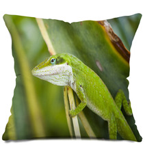 Green Anole Lizard (Anolis Carolinensis), Hawaii. Pillows 61472361