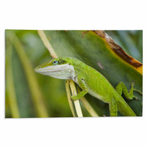 Green Anole Lizard (Anolis Carolinensis), Hawaii. Rugs 61472361